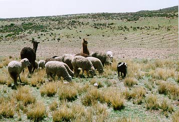 1996-alpaca.jpeg