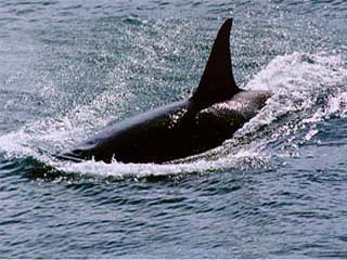 1999-killerwhale.jpg